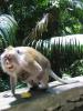 Ubud Monkey Forest