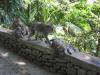 Ubud Monkey Forest