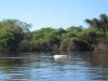 Dolphin in the Pampa