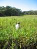 SuperSabino looking for snakes