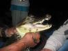 Aligator aaaa peuuur