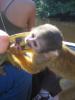 Singes Chichillo