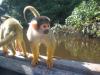 Singes Chichillo