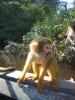 Singes Chichillo