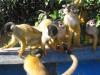 Singes Chichillo