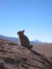 Lapin des montagnes