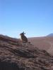 Lapin des montagnes