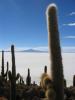 CactusLand