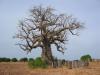 Sur la route de F�b�dougou
