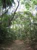 Guinguette Jungle