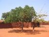 Koumi arbre photo gratuite
