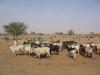 March� Betail Gorom