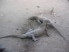 Dragons Komodo fight