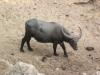 Buffle costaud