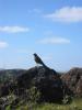 Oiseau
