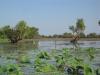Birds and Crocodiles