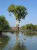 Kakadu Bird