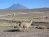Lamas