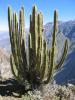 Cactus on Condor del Cruz
