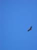 Condor del Cruz