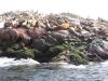 Iles Ballestas Otaries