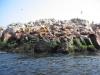 Iles Ballestas Otaries