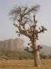 L'arbre et la falaise