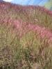 4i�me Jour, Fleurs