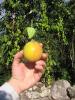 4i�me Jour, Fruits de la Passion Huuum