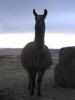 Llama Donald