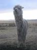 Alpaca Woody