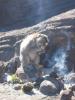 Monkey Rinjani