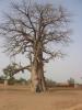 Petit Alex et Grand Baobab