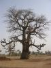 Baobab