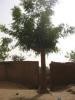 Essai S�bougou