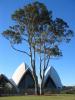 Opera and Trees, Biglove