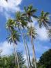 Zarbres de Huahine